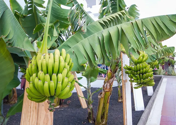 Floresta Apartahotel 3*