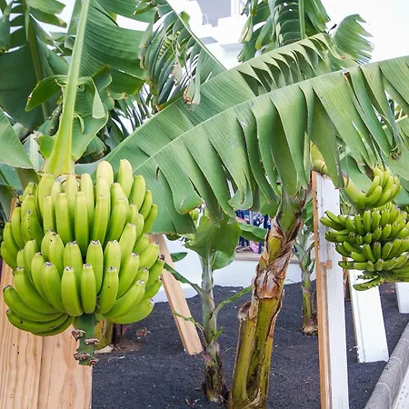 Floresta Appart hôtel 3*