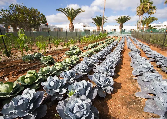 Floresta Aparthotel Puerto del Carmen (Lanzarote)